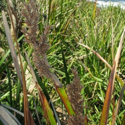 Lepidosperma gladiatum