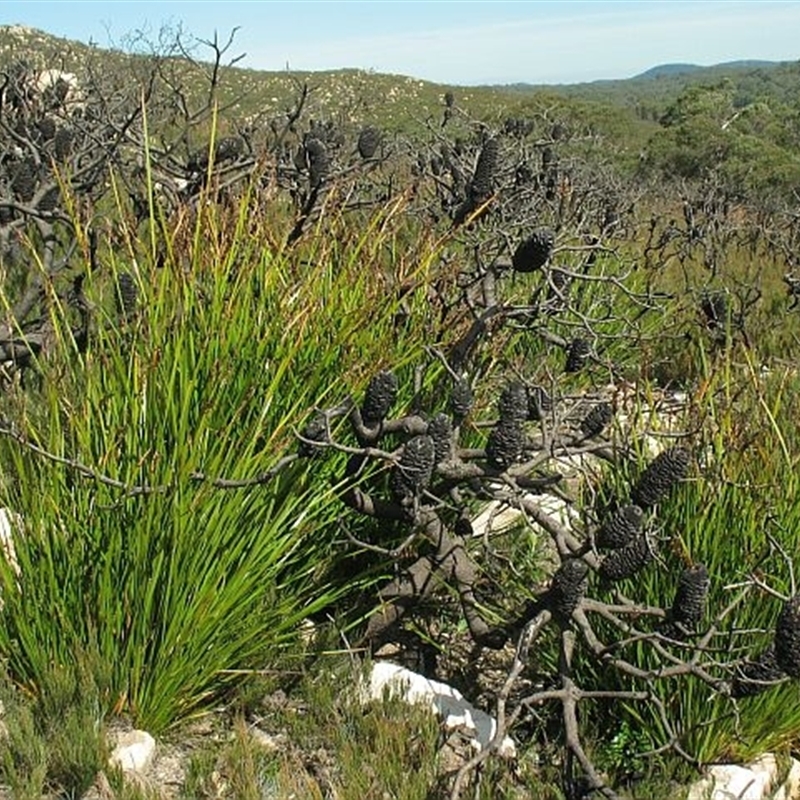 Lepidosperma latens