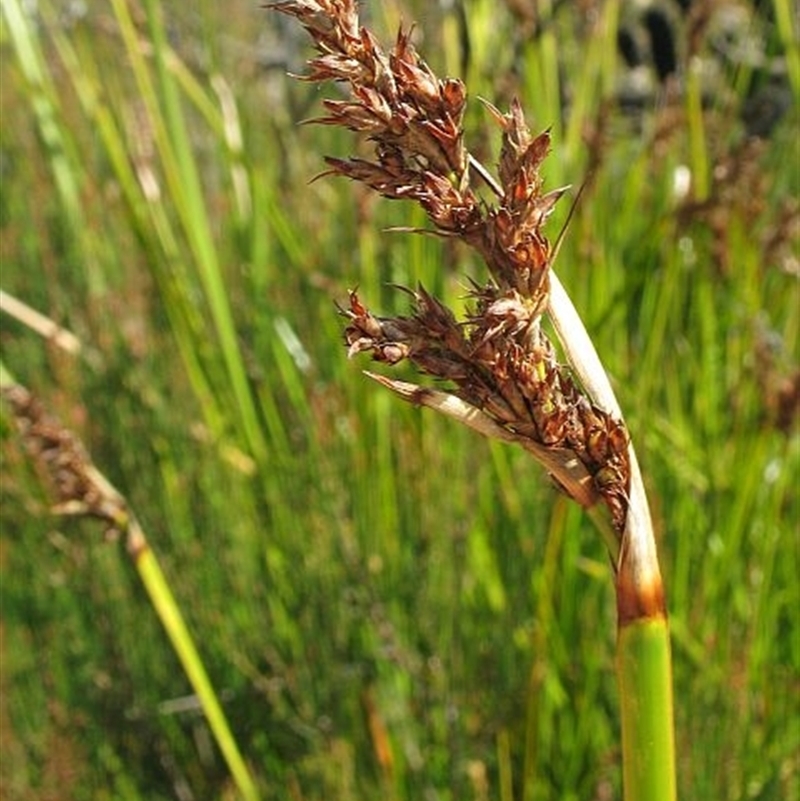 Lepidosperma latens