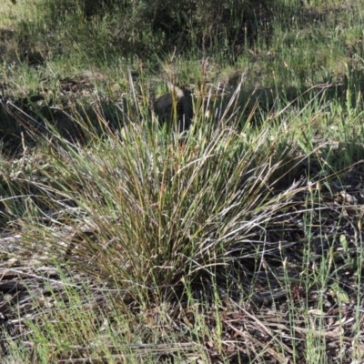 Lepidosperma laterale