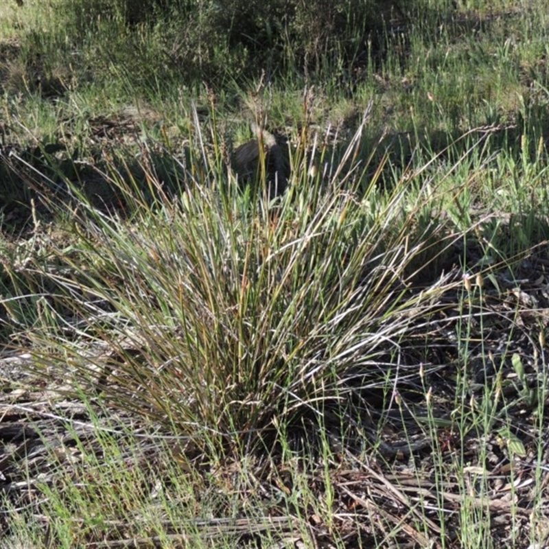 Lepidosperma laterale