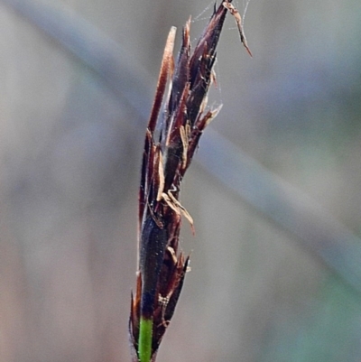 Lepidosperma neesii