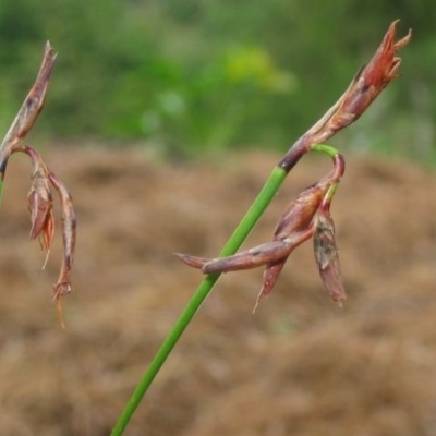 Lepidosperma tortuosum