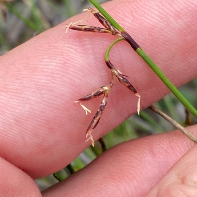 Lepidosperma tortuosum