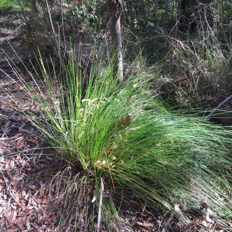 Lepidosperma urophorum