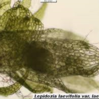 Lepidozia laevifolia
