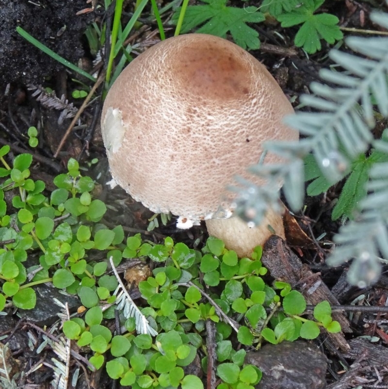 Lepiota s.l.