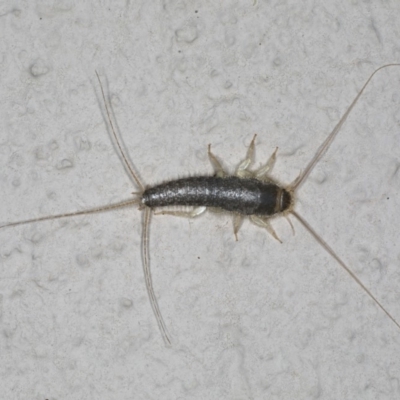 Ctenolepisma longicaudatum