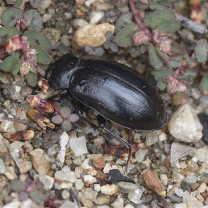 Pachycoelia sp. (genus)