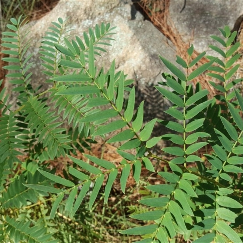 Acacia elata