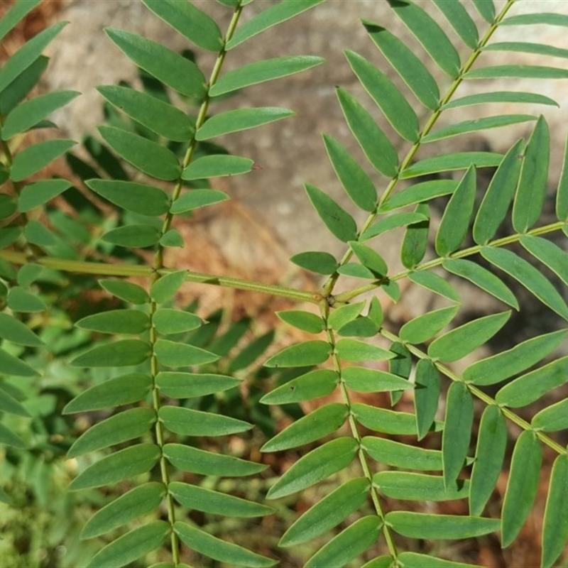 Acacia elata