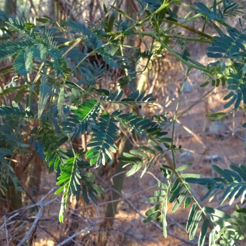 Acacia elata