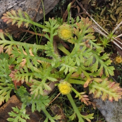 Leptinella filicula