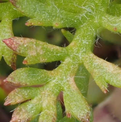 Leptinella filicula