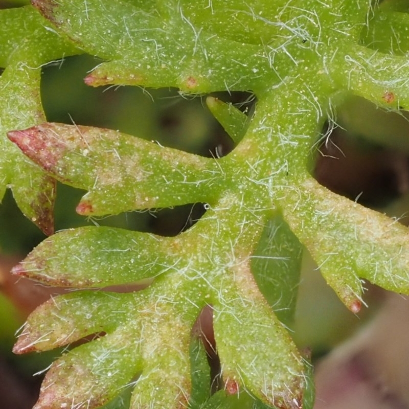 Leptinella filicula