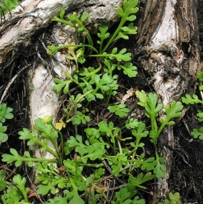 Leptinella longipes