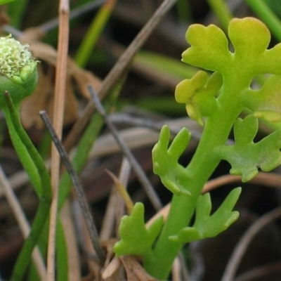 Leptinella longipes