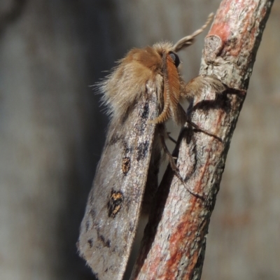 Leptocneria reducta