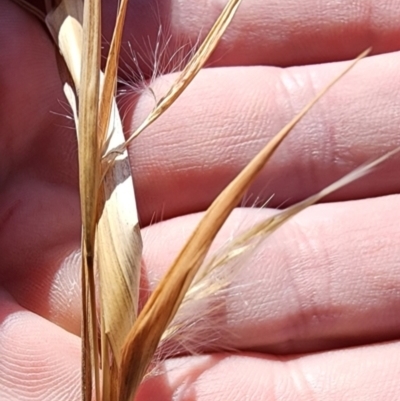 Andropogon virginicus