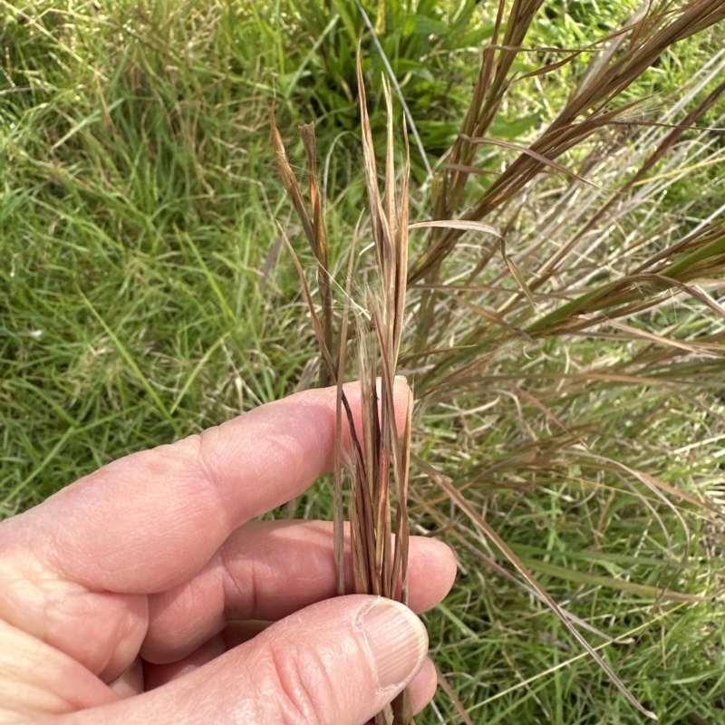 Andropogon virginicus