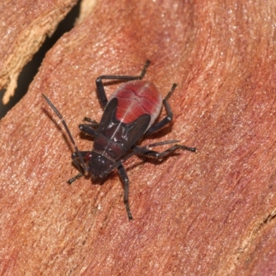 Leptocoris mitellatus