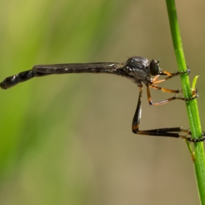 Leptogaster sp.