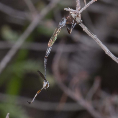 Leptogaster sp.