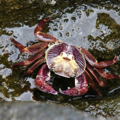 Leptograpsus variegatus