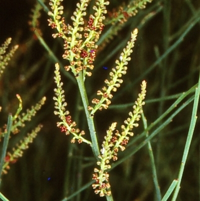 Leptomeria acida