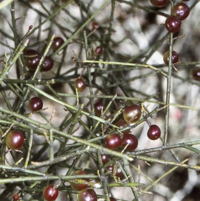 Leptomeria acida