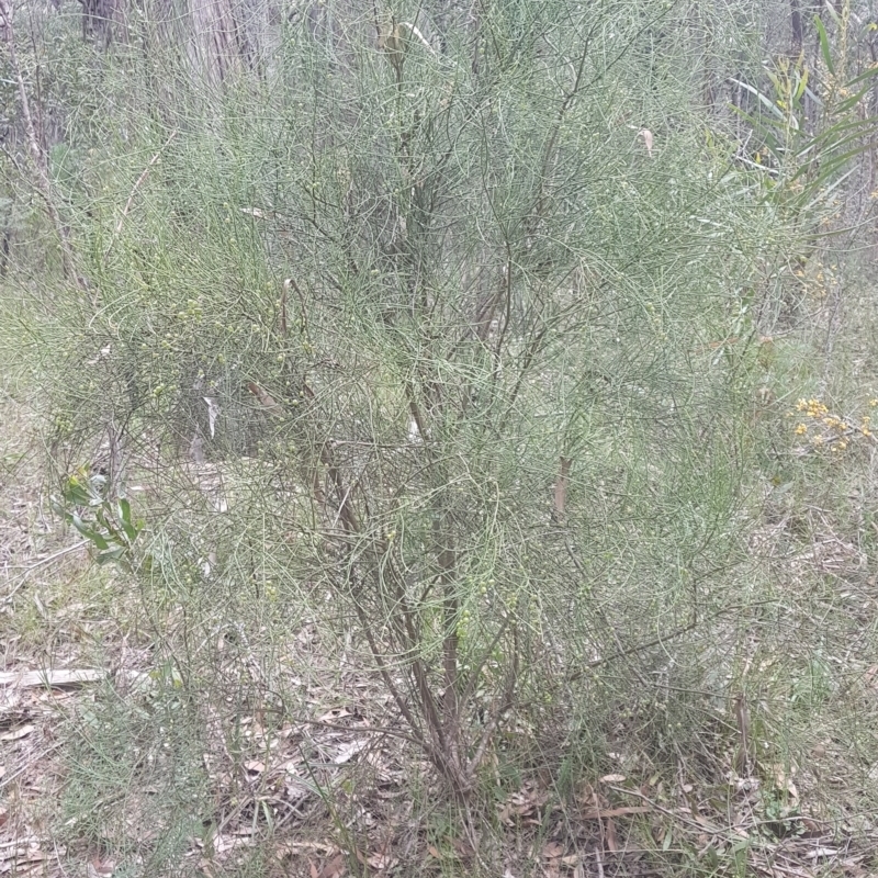 Leptomeria acida