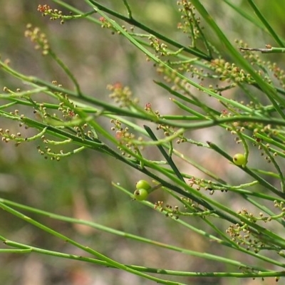 Leptomeria drupacea