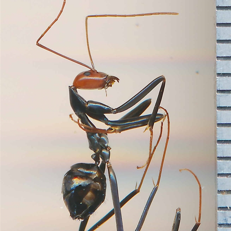 Leptomyrmex erythrocephalus