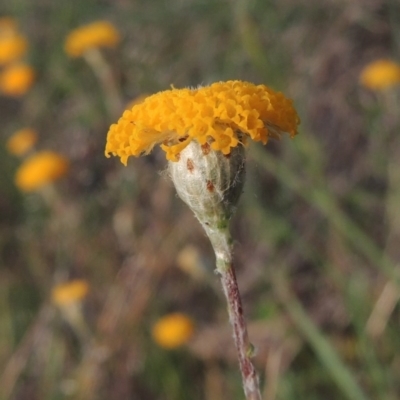 Leptorhynchos squamatus