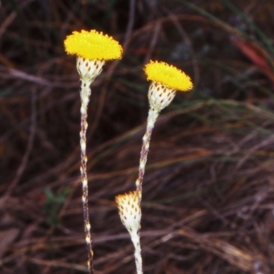 Leptorhynchos squamatus subsp. squamatus