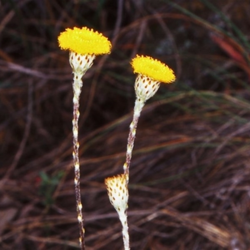 Leptorhynchos squamatus subsp. squamatus