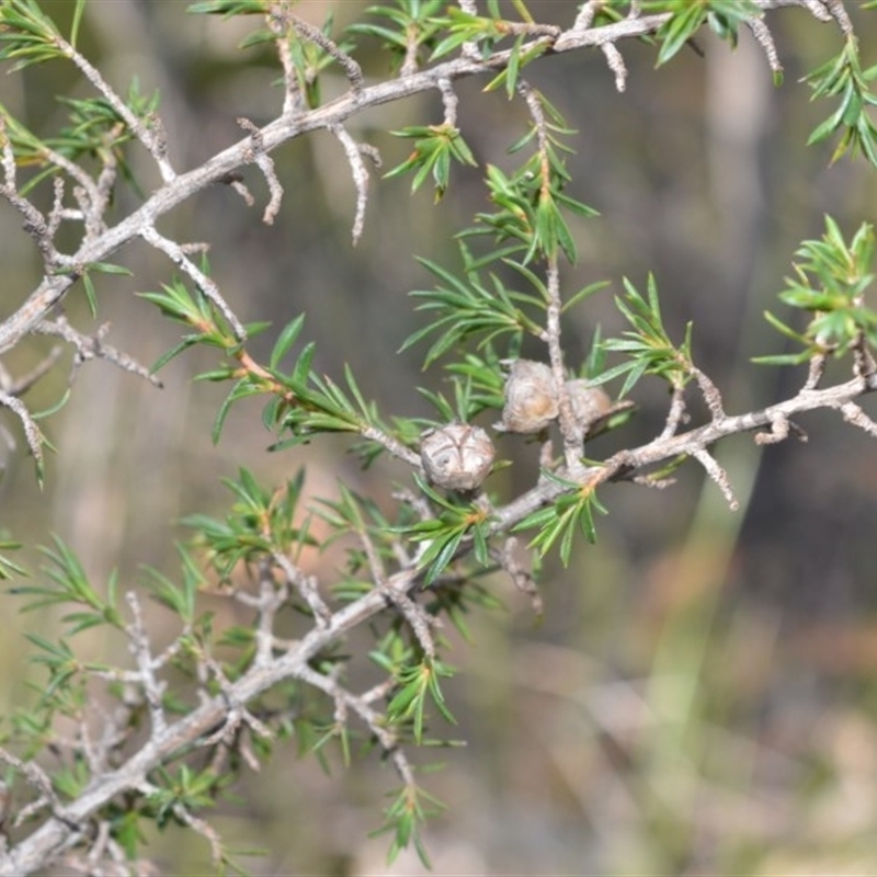 Leptospermum arachnoides