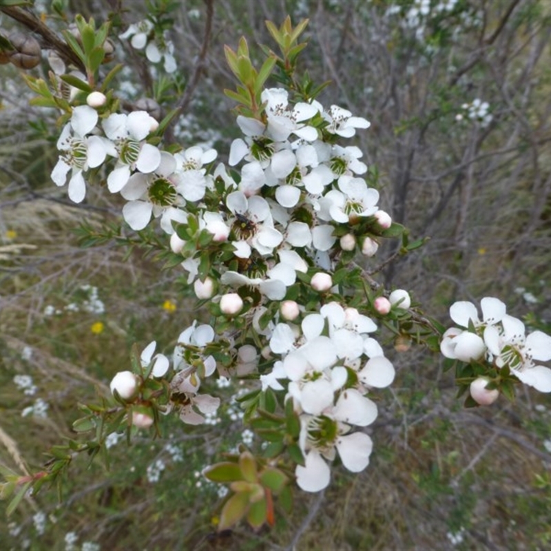 Leptospermum continentale