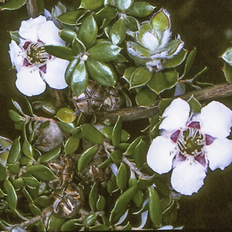 Leptospermum deuense