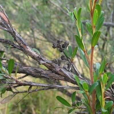 Leptospermum emarginatum