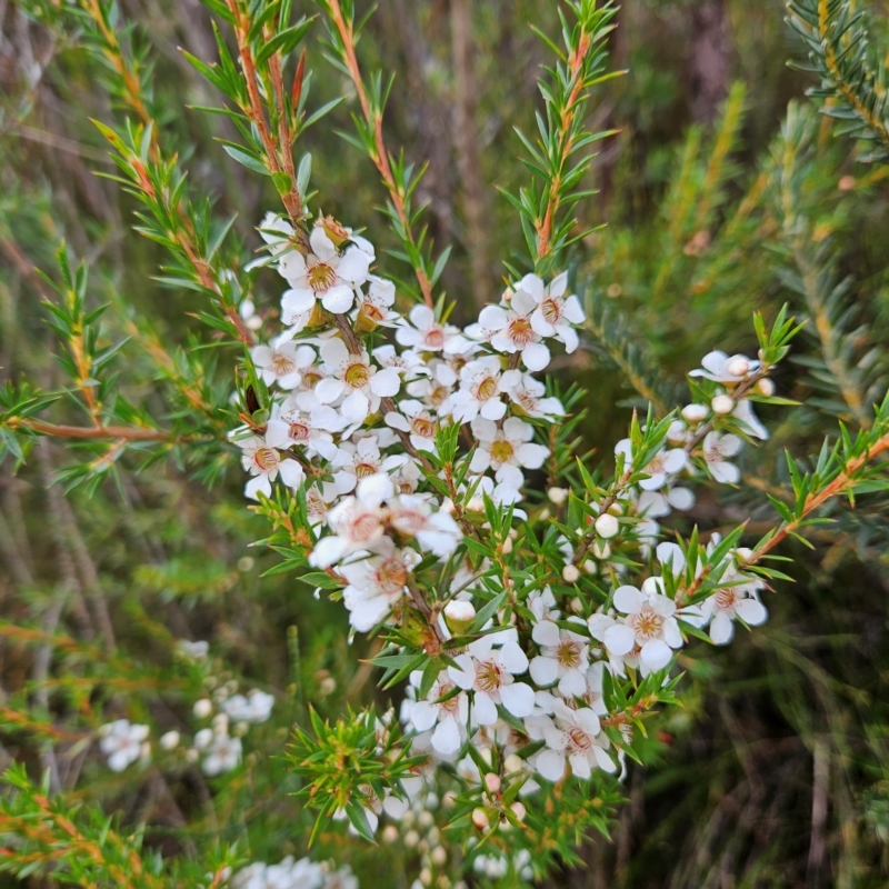 Leptospermum juniperinum