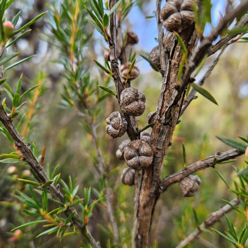 Leptospermum juniperinum