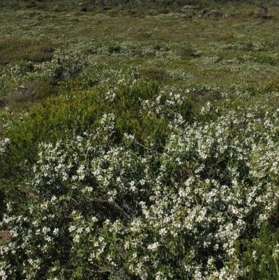 Leptospermum laevigatum