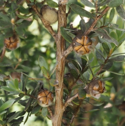 Leptospermum lanigerum