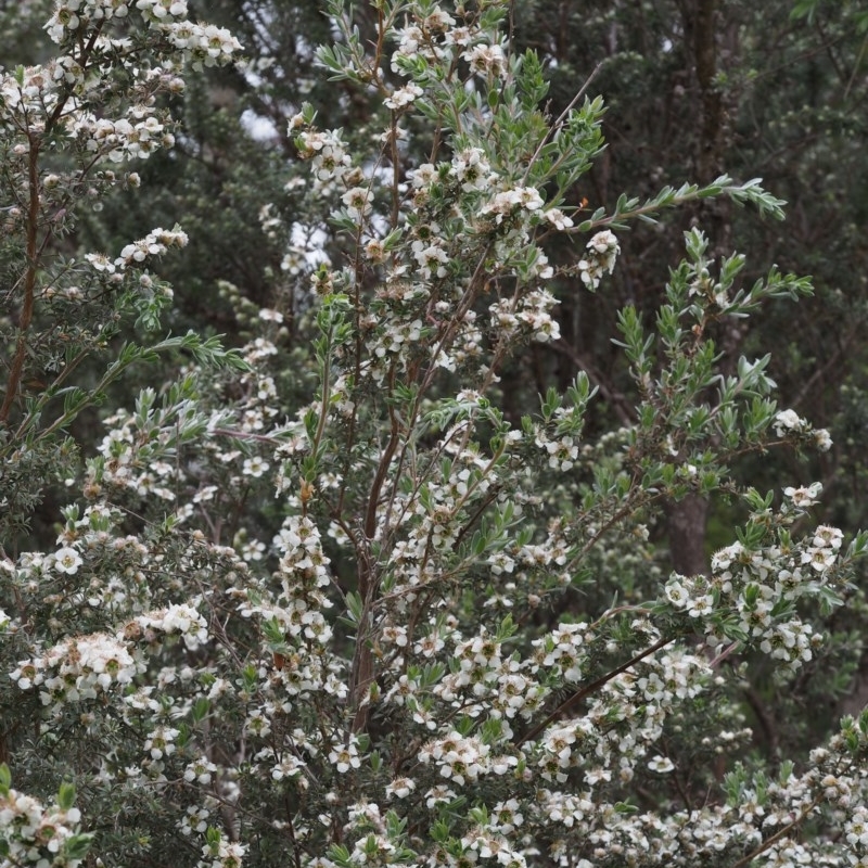 Leptospermum lanigerum