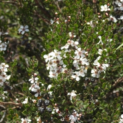 Leptospermum micromyrtus