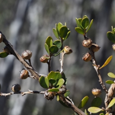 Leptospermum micromyrtus