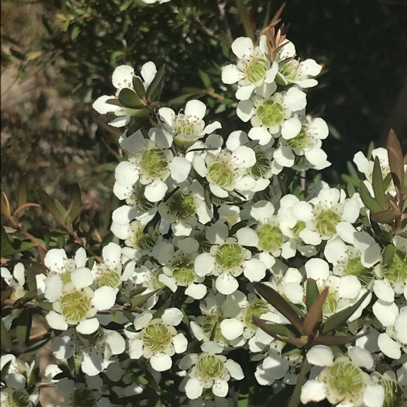 Leptospermum morrisonii