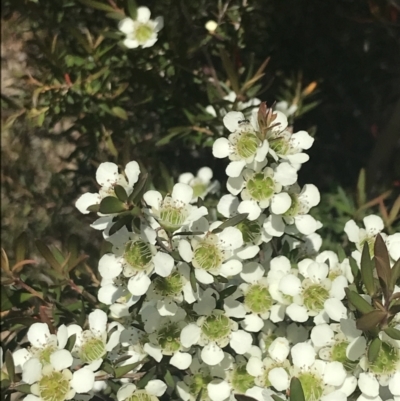 Leptospermum morrisonii