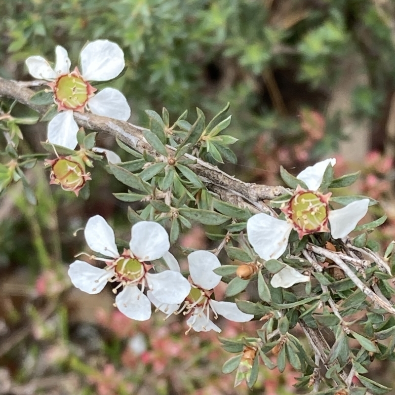 Leptospermum myrsinoides